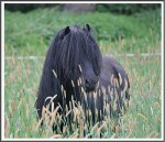 Mr Ed 052011 Kipp 33cxmp5